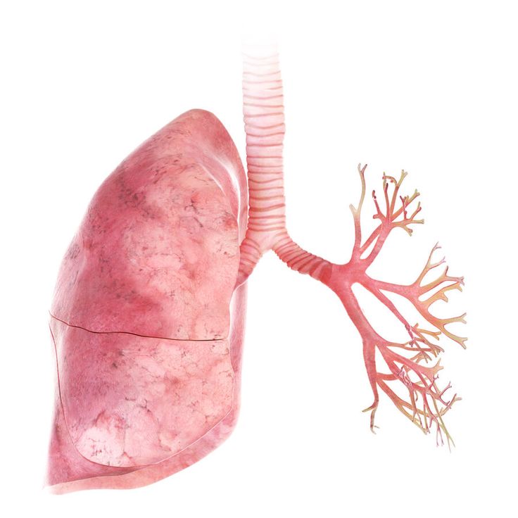 <p>The bronchi branch into smaller tubes called bronchioles</p>