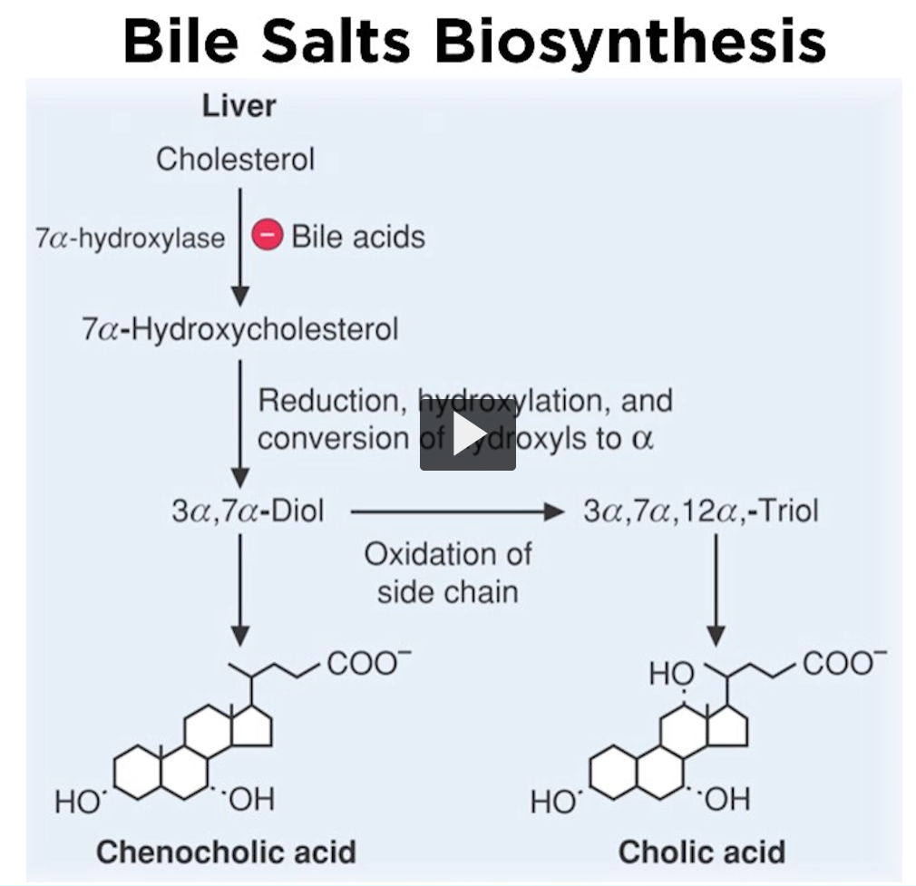 <p>7A-hydroxylase is controlled by feedback, the concentration of the end product will regulate the combined, committed step. </p><p>so, what happens after you formed 7a-hydroxylcholesterol. Remember, that you want bile salts to be detergents, you want to make these molecules polar, so they can form micelles in an aqueous environment. </p><p>In the micelle center is the hydrophobic portion, where other lipids can solubilize. </p><p>A serious of reactions must occur, including reductions, hydroxylation, and the oxidation of the side chain of cholesterol </p><p>Remember that the side chain of cholesterol is carbon and hydrogen that you can use to oxidize to form carboxylic acid. </p><p>These reactions allow you to form chenocolic and cholic acids, both are bile salts. </p><p>They have a negatively charged carboxyl and hydrophobic region, so chenocolic, and cholic acids are called unconjugated bile salts. You recognize unconjugated bile salts because the carboxyl group is free. If you attach an amino acid to a carboxyl group, then you have a <strong>conjugated bile salt</strong>. </p><p>So, this is an important point. Here is the <strong>conjugated bile salt</strong> where the <strong>pH~ 6. </strong></p><p>The conjugation of cholic acid is outlined here.</p><ol><li><p>In the first reaction, the cholic acids carboxyl group, reacts with the sulfhydryl group as H of coenzyme A, forming a thioester bond. CoA synthetase is the enzyme that catalyzes the reaction between Colic Acid and CoA. Remember that CoA Synthetase also catalyzes the formation of the Acyl-CoA derivatives need for fatty acid metabolism or beta oxidation. </p></li><li><p>Before fatty acids enter the mitochondria, they must be activated by CoA synthetase. CoA synthetase uses ATP as an energy source, the overall reaction is shown here. You have a carboxyl group, CoA, ATP, forming an Acyl CoA, and AMP, PPI, Cholyl CoA, Cholic Acid CoA, and Cholae CoA is<strong> ready to react with amino acids. </strong>We have seen two examples, <strong>taurine </strong>and <strong>glycine</strong></p></li></ol><p></p>