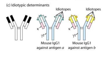 <p>antistoffen die verschillen van elkaar doordat ze andere epitopen herkennen (ander variabel domein)</p><p>bv: IgG tegen antigen a vs IgG tegen antigen b</p>