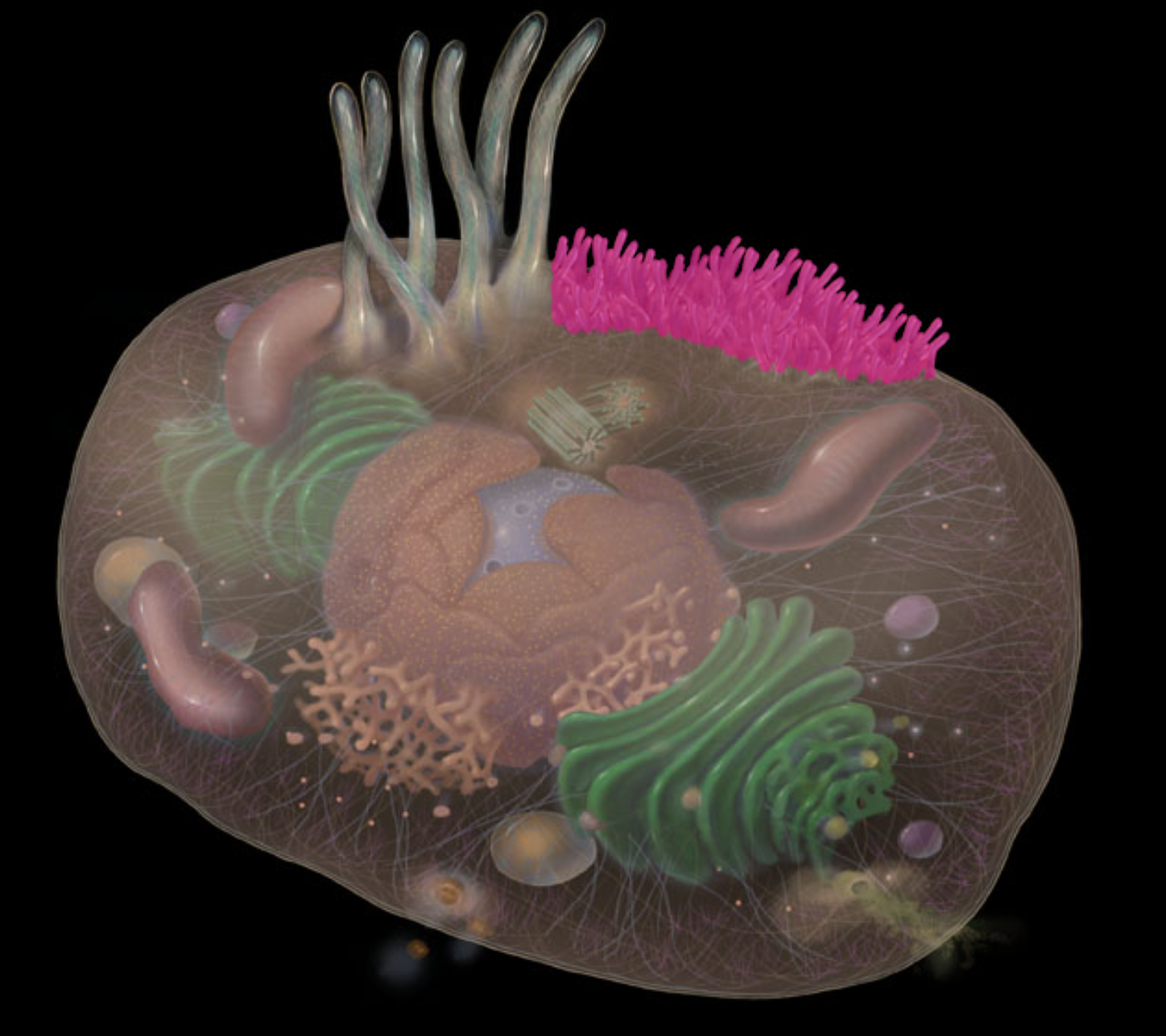 <p>highlighted in pink</p>