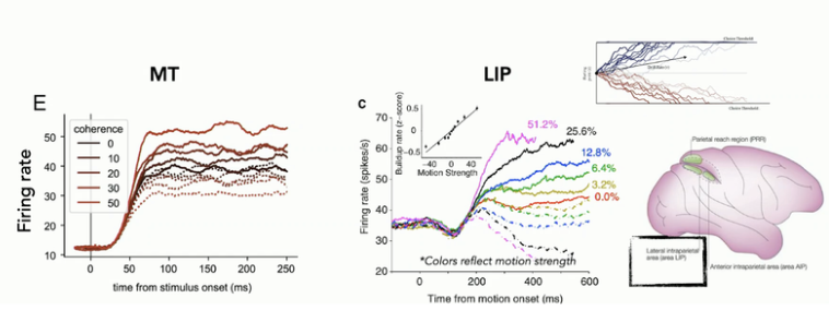 <p><strong>MT</strong></p><ul><li><p>signals strength of motion in a given instance → momentary evidence towards a decision</p><ul><li><p>strong motion → higher MT firing</p></li><li><p> weak motion → lower MT firing</p></li></ul></li><li><p> <u>NOT</u> evidence accumulation (does not show accumulation of evidence over time)</p></li><li><p></p></li></ul><p><strong>LIP (lateral inter-parietal area)</strong></p><ul><li><p>shows accumulation dynamics</p></li><li><p><u>DONT</u> see a stable response over time </p><ul><li><p><u>steep slope</u> → most coherent motion</p></li><li><p><u>shallow slope</u> → lower amounts of motion</p></li></ul></li><li><p>LIP neurons are accumulating evidence of the information they get from MT until they reach some type of threshold that signals a decision </p><ul><li><p>usually studied in monkeys</p></li></ul></li><li><p>LIP part of intraparietal sulcus on the lateral parietal sulcus</p><ul><li><p>Intraparietal sulcus different on monkeys than on humans</p></li></ul></li></ul><p></p>