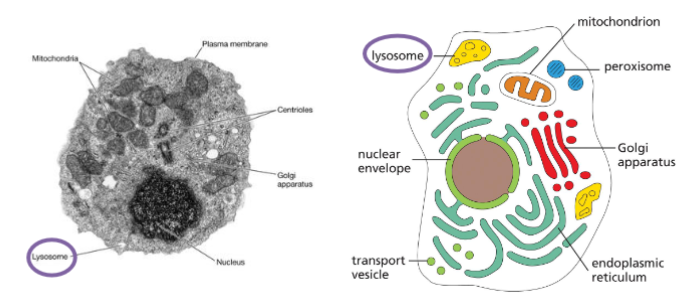 <p>Lysosomes – the sites for intracellular digestion</p>