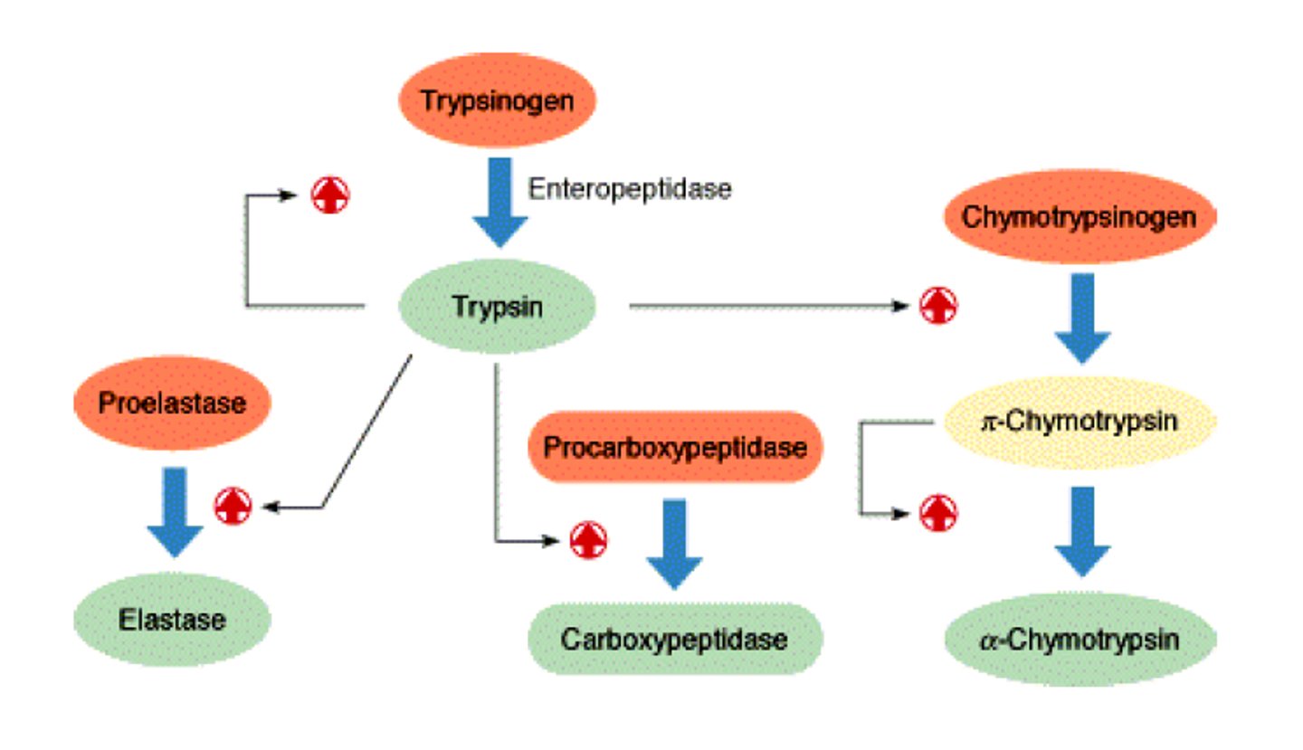 <p>Activated by chymotrypsin; removes one amino acid at a time from carboxyl ends.</p>
