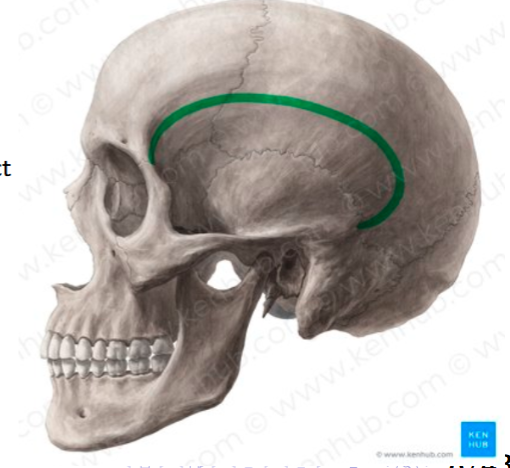 <p>shallow depression on lateral aspect of skull</p><ul><li><p>acts as origin of temporalis muscle</p></li></ul><p></p>