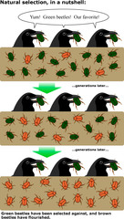 <p>Differential success in reproduction by different phenotypes resulting from interactions with the environment.</p>