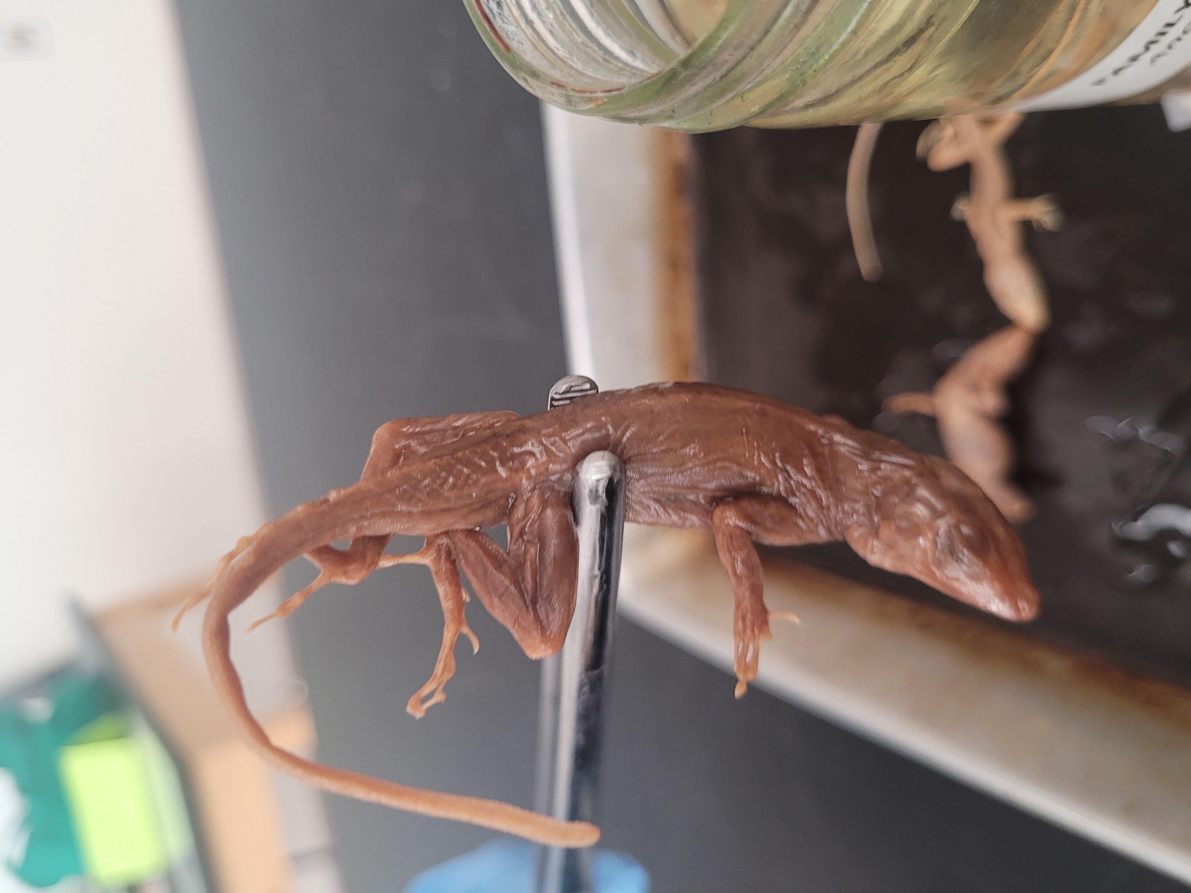 <p>What species is this</p>