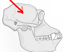 <p><span>Encloses the brain and protects it from injury.</span></p>