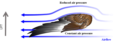 <ul><li><p>Wings act as airfoils to produce lift</p></li><li><p><u>airfoil</u> = shape that produces a laminar (parallel) flow of air across its surface</p><ul><li><p>differences in air pressure above and below the wing (or any airfoil) produce lift</p><ul><li><p>air moves faster above the wing than below</p></li><li><p>faster-moving air creates less pressure; difference in pressure above and below wing is lift</p></li></ul></li></ul></li></ul><p></p>