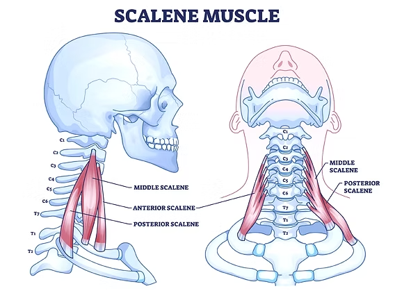 <p>Muscles located on the sides of cervical vertebrae.</p>