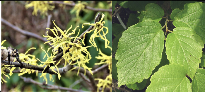 <p>Family:<br>Genus:<br>Species:<br>Common Name:</p>