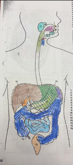 <p>What is number 12? </p>