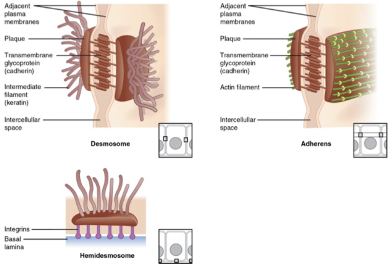 <p>prevent cells from being pulled apart + anchors cells to underlying membrane</p><ul><li><p>functions via 3 different proteins </p><ul><li><p>desmosome</p></li><li><p>adherens</p></li><li><p>hemidesmosome </p></li></ul></li></ul><p></p>