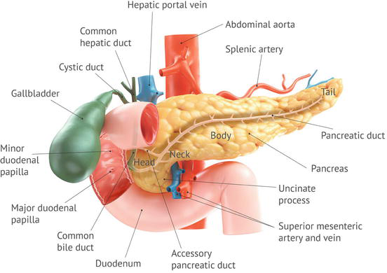 <p>Pancreas</p><ul><li><p>Pancreatic duct</p></li></ul><p>Gall bladder</p><ul><li><p>Common bile duct</p></li><li><p>Cystic duct</p></li><li><p>Common hepatic duct</p></li></ul><p>Liver</p>