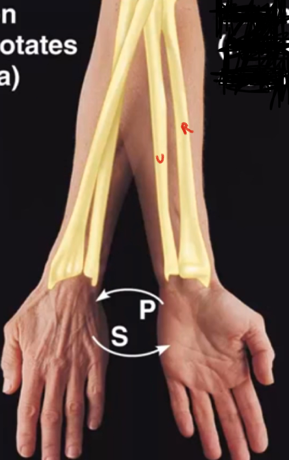 <p>Movement of palm from anterior facing to posterior facing position (pour the soup)</p>