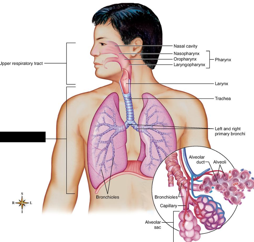 <p>The division of the respiratory system that <span style="background-color: transparent;">consists of the <strong>trachea,</strong> <strong>bronchi, bronchioles, lungs</strong>, and <strong>alveoli.</strong></span></p>