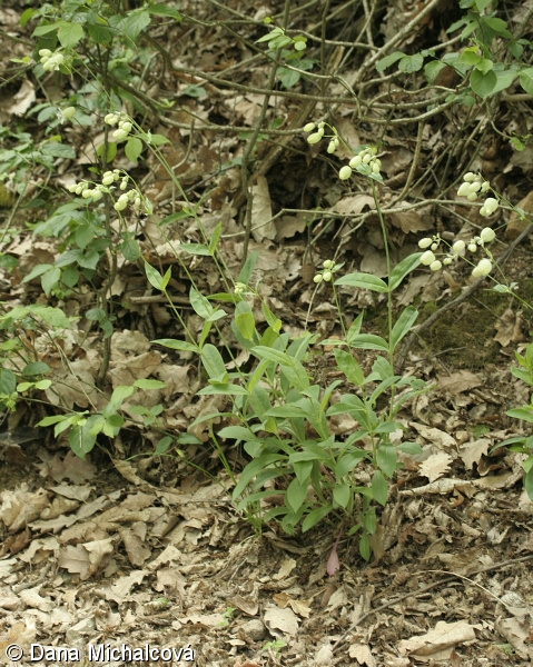 term image