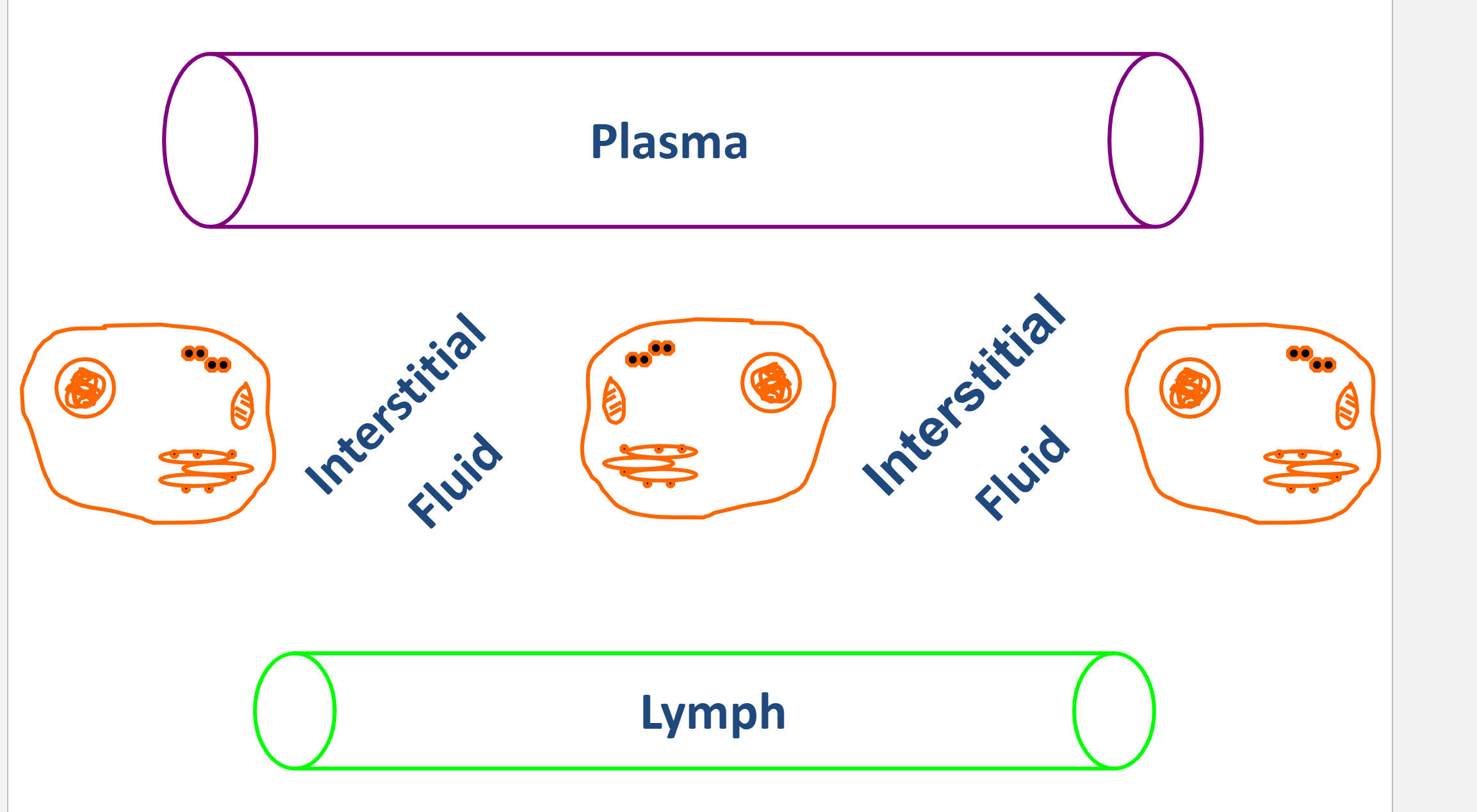 <ul><li><p>Lymph is leftover liquid and nutrients dropped by the blood, which is eventually brought back to the blood</p></li></ul><p></p>