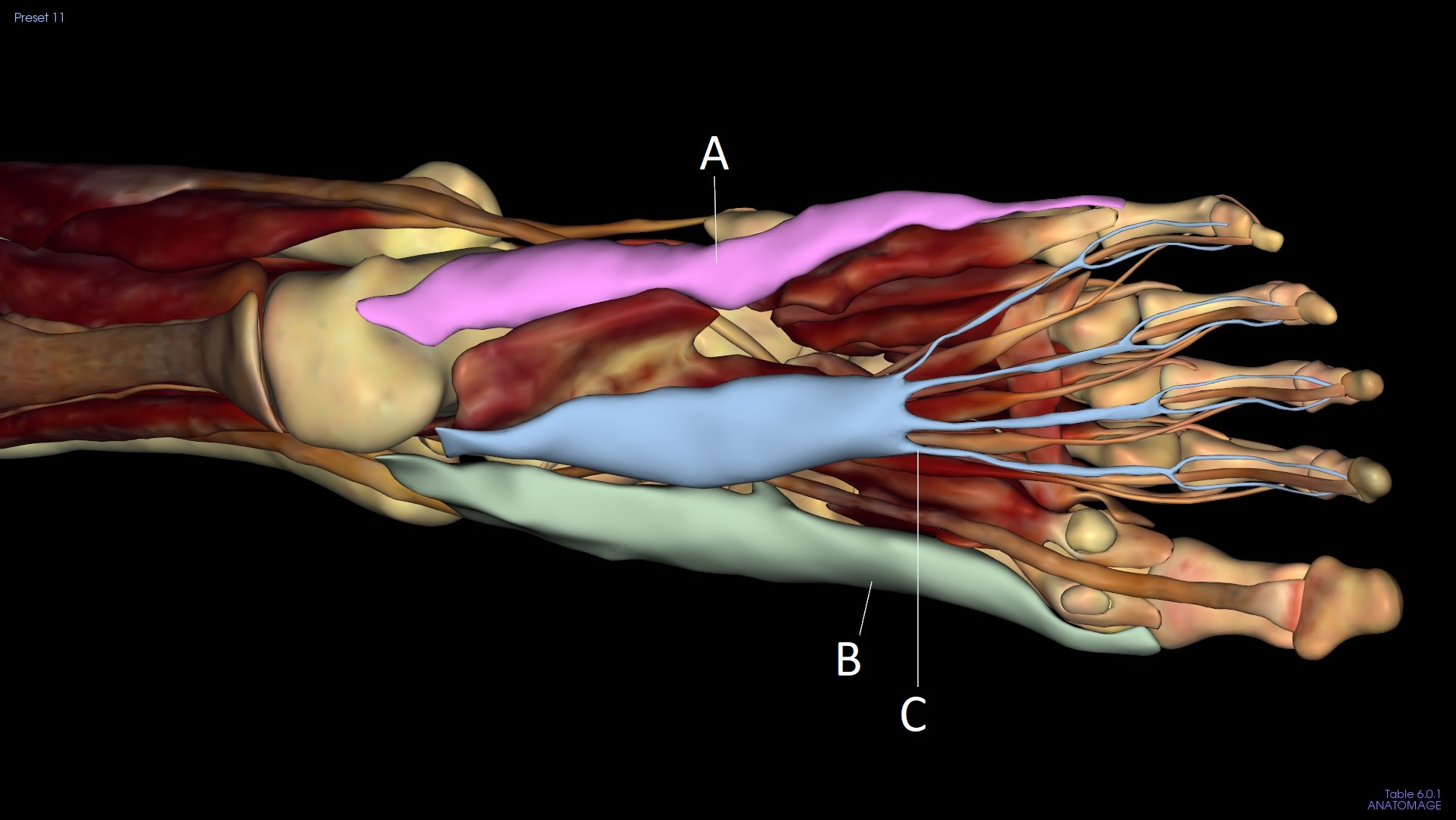 <p>C</p>