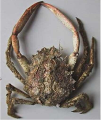 <p>- Carapace ranges from 8-10cm</p><p>- Reddish coloration usually covered by algae, large and oval carapace with lateral spines.</p><p>- Smaller spines cover the entire dorsal surface.</p><p>- Can be characterised by its long slender pereopods (walking legs), the first pair being chelate, and its pear shaped carapace.</p>