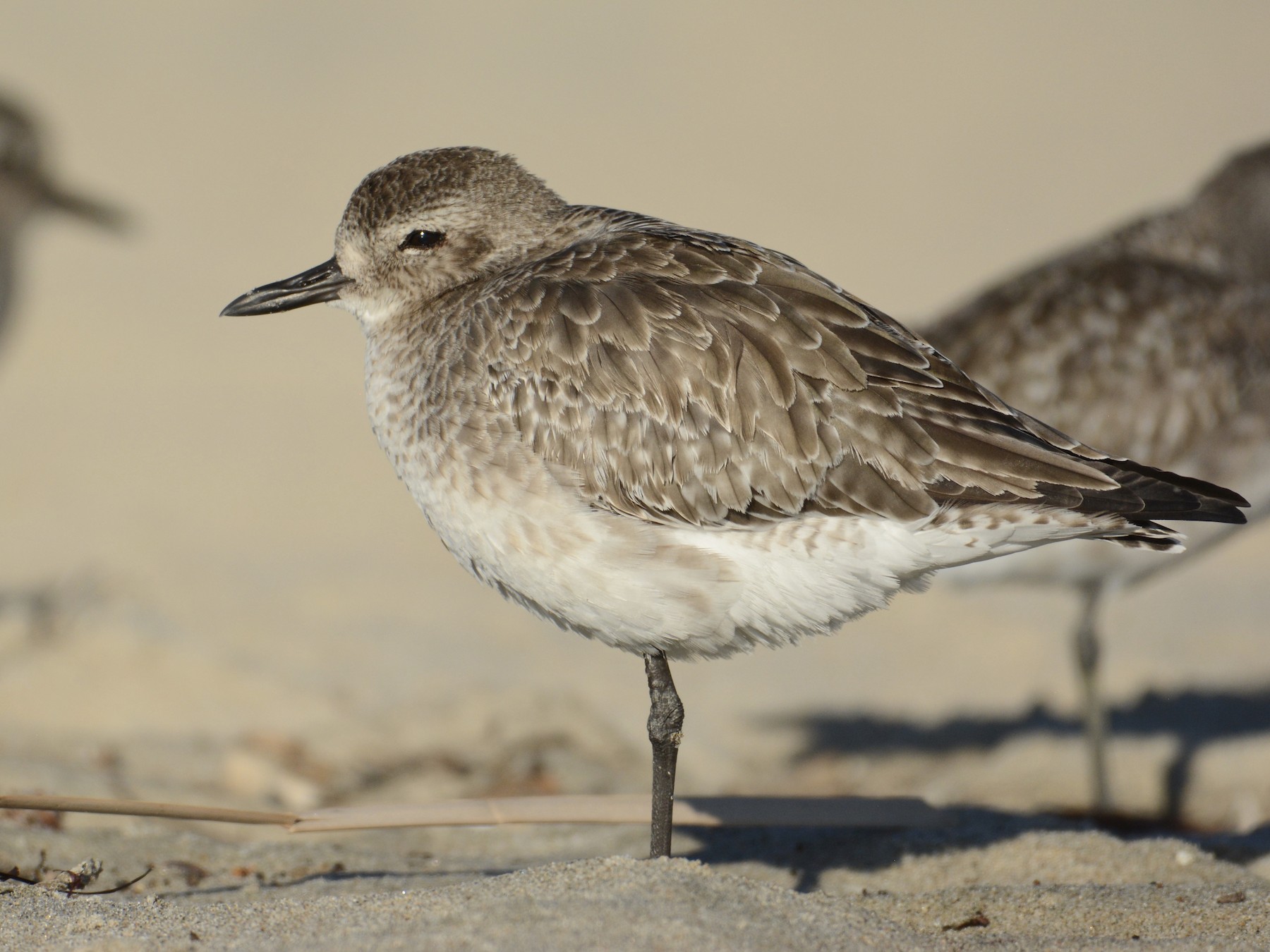<p>Order Charadriiformes Family Charadriidae</p>
