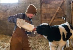 <p>Of the respiratory bacteria of cattle, which has the ability to be spread like this, causing massive problems for the dairy industry?</p>