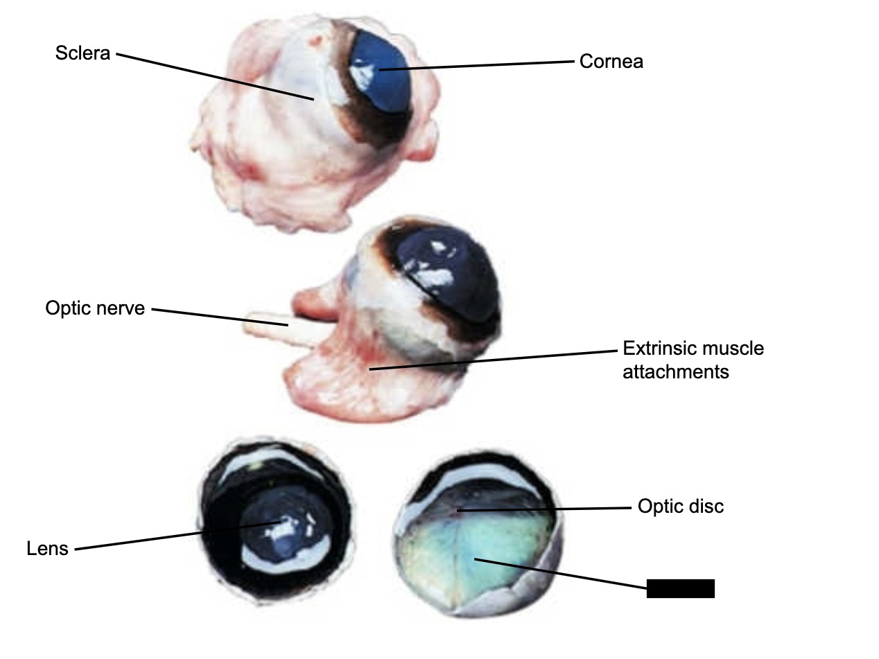 knowt flashcard image