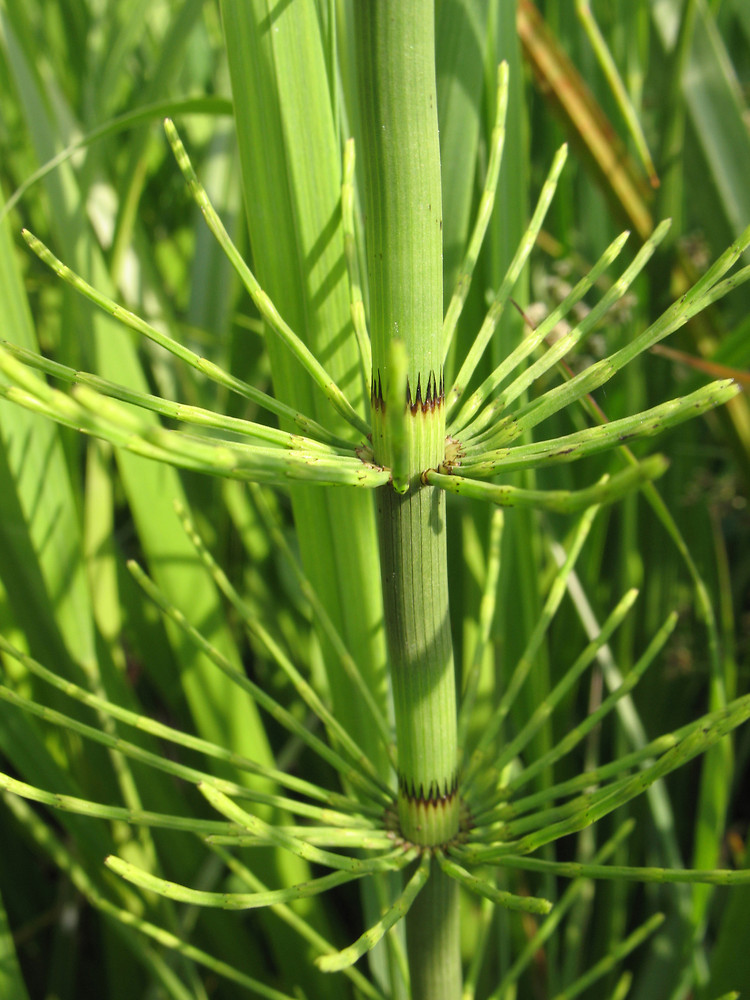 <p>Sjöfräken - Equisetum fluviatile </p>