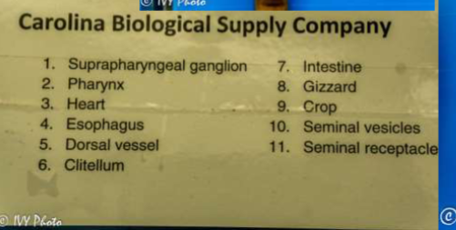 <p>Phylum Annelida</p><p>Class Oligochaete, Earthworm</p>