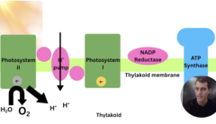 <p>Energy from the excited electron powers a proton pump that moves H+ from the Stroma into the Thylakoid causing there to be a higher concentration of H+ ions in the thylakoid (proton gradient)</p>