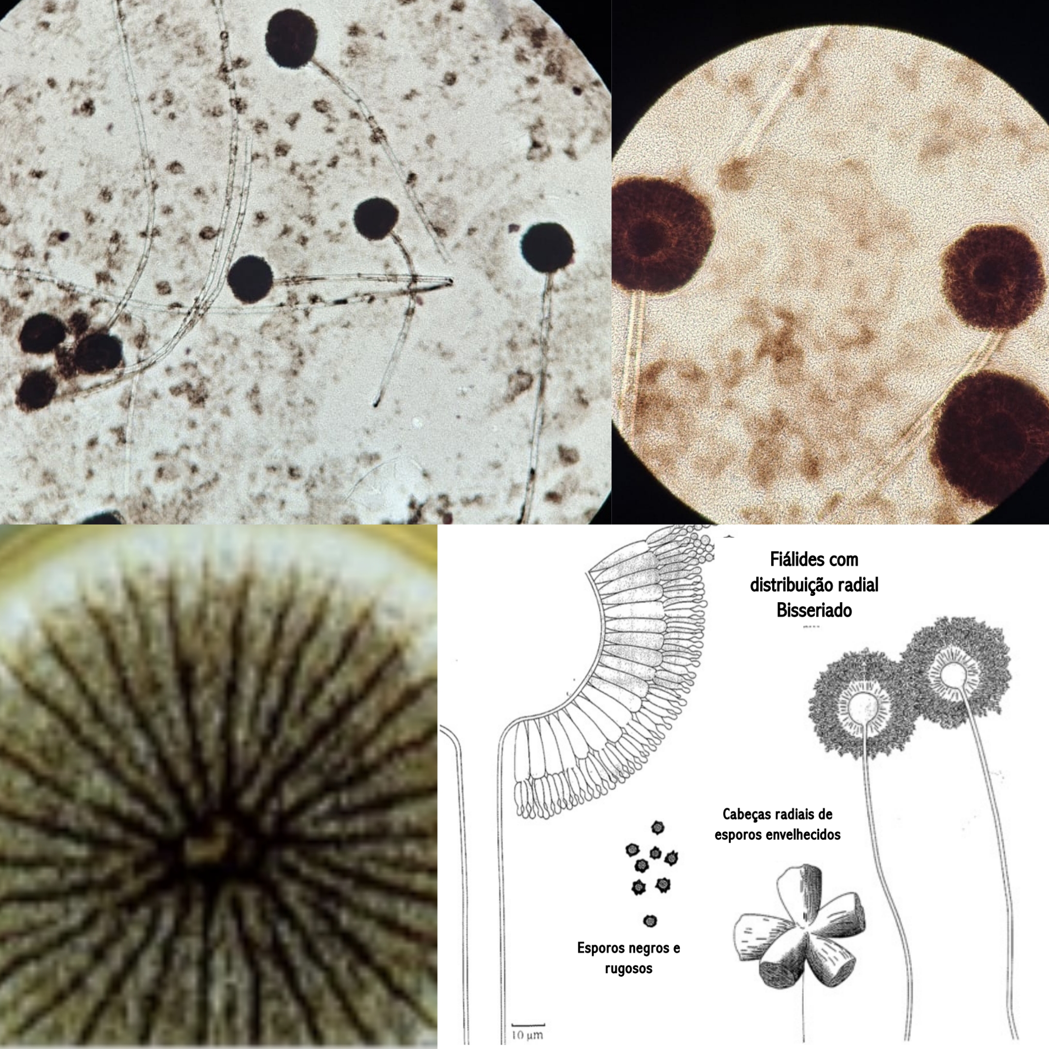 <p>Indica:</p><p class="has-focus">Se é fungo filamentoso inferior ou superior</p><p class="has-focus">O gênero do fungo</p><p class="has-focus">Características que o distingue</p>