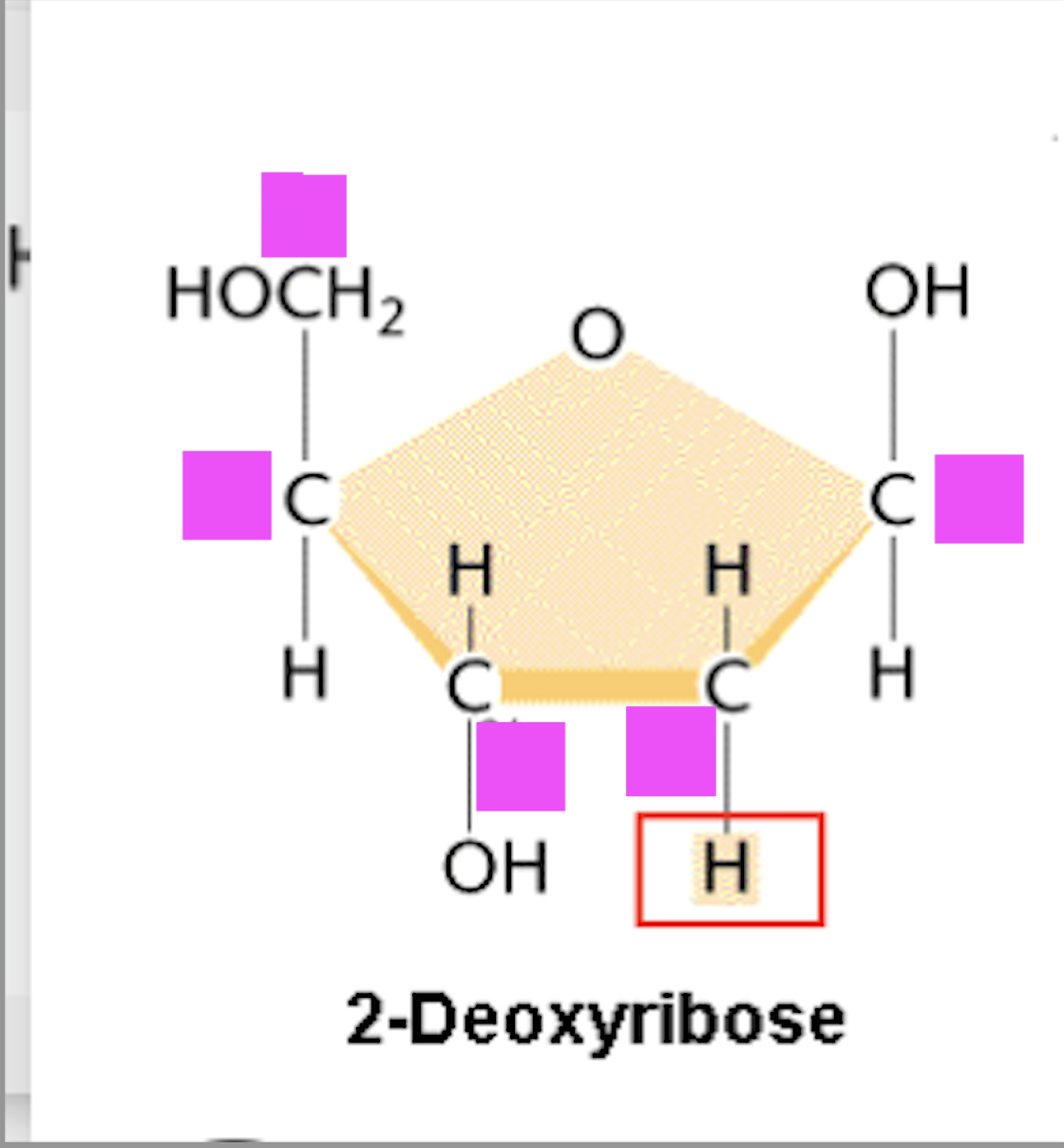<p>Deoxyribose ring and # of C</p>