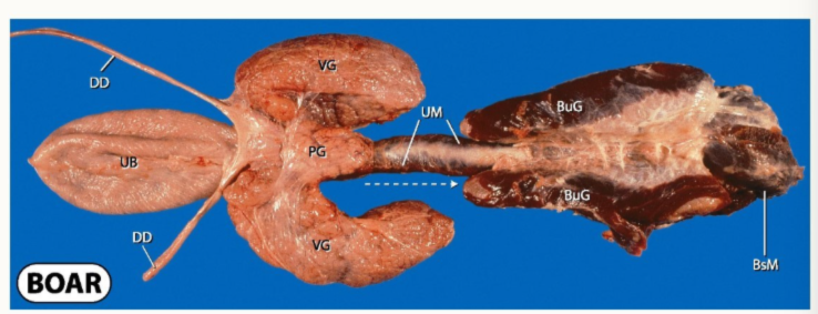 <p>What can we identify in this boar sample?</p>