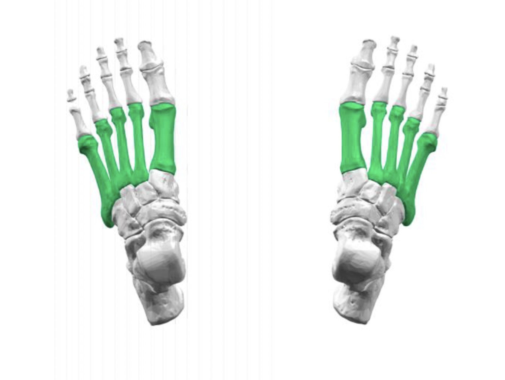 <p>what are these parts of the foot called</p>