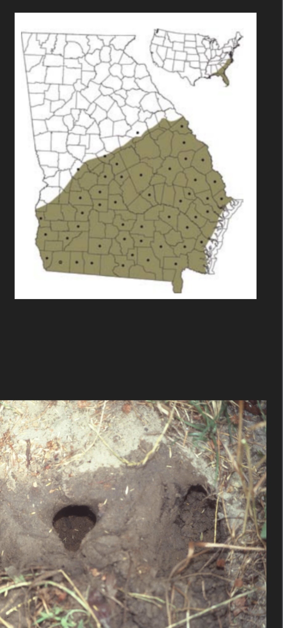 <p>Floodplain swamps and isolated wetlands </p><p>Prefer permanent or semi-permanent wetlands (main and satellite nests) bask!</p>