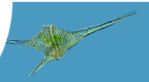 <p>Phytoplankton</p><p>Have two flagella that spin the organism</p><p>Reproduce quicky = blooms</p><p>Can live inside other organisms</p>