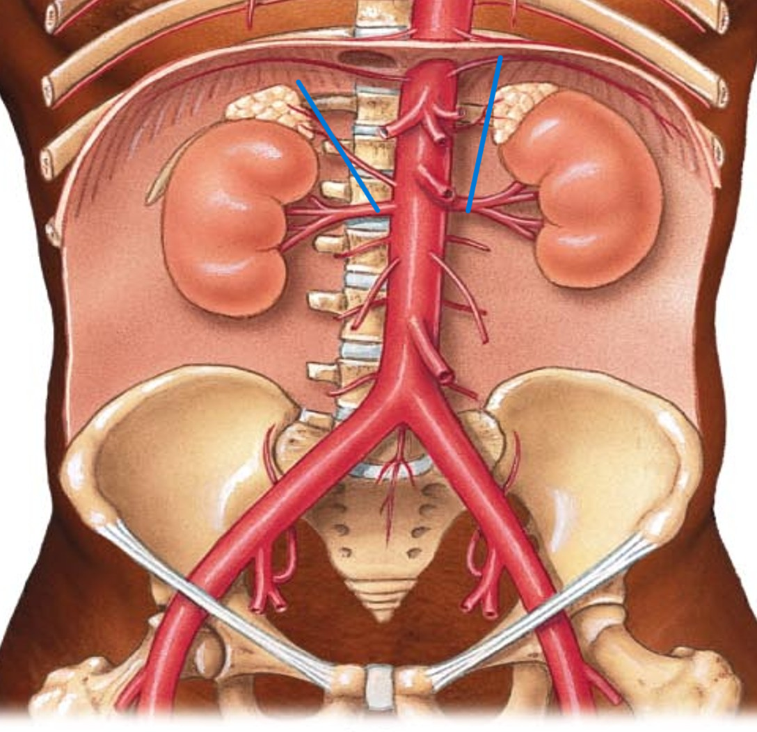 <p>Name the artery</p>
