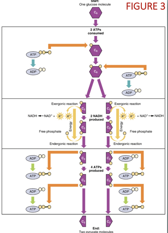 <p><em>step 1 of cellular respiration in cytoplasm: converts 1 glucose mlc → 2 pyruvate mlcs</em></p><div data-type="horizontalRule"><hr></div><ol><li><p>energy-consuming phase: 2 ATP used to split glucose into → 2 G3P mlcs</p></li><li><p>energy-yielding phase: each G3P mlc split into → pyruvate → <strong>generating 4 ATP, 2 NADH</strong></p></li></ol><p><strong><u>= net gain of 2 ATP</u></strong></p>