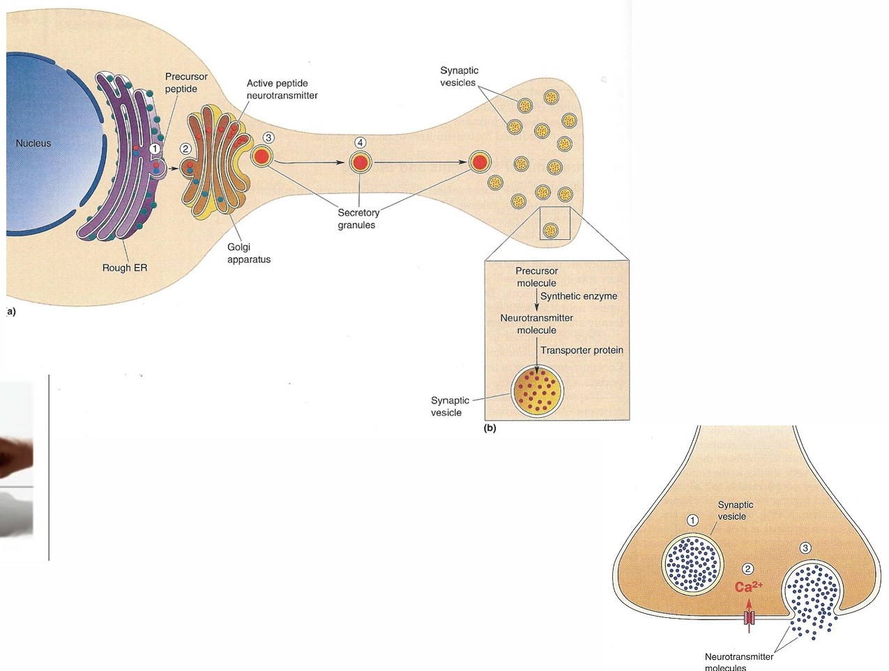<ul><li><p>Vésicules synaptiques formées dans corps cell. traversent Rough ER, golgi & longent axon </p></li><li><p>secretory granules sont forme moins mature de vesicules synaptiques </p></li><li><p>Suite à signal Ca2+, vésicules fusionnent avec la membrane.</p></li></ul><p></p>