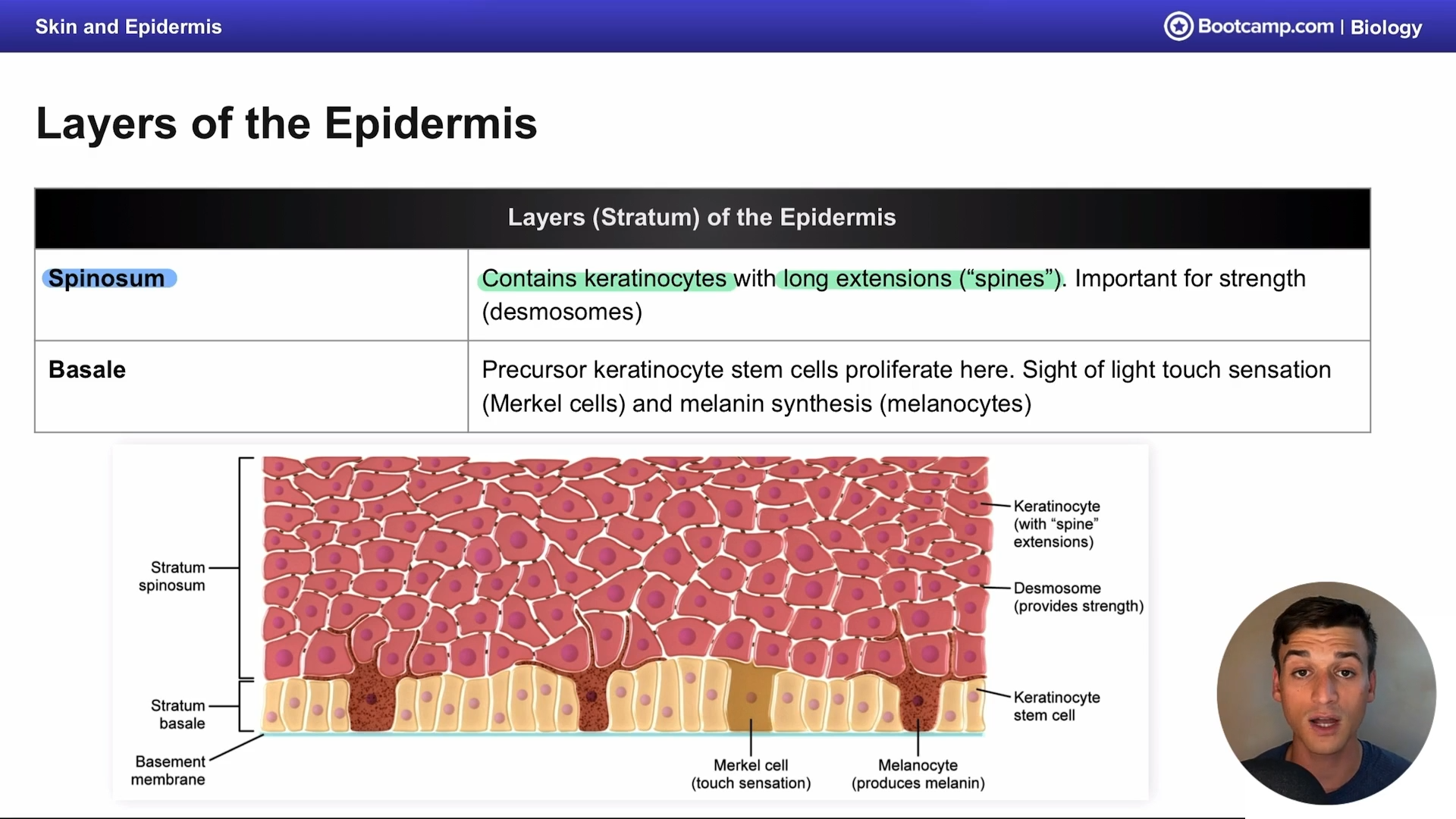 <p>long extensions from the keratinocytes in the corpus spinosum </p>