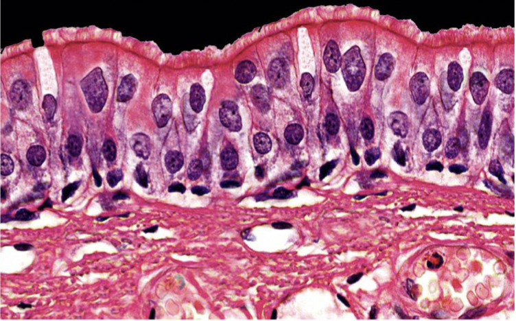 <p>identify the following tissue, function, location, and features </p>