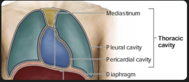 <ul><li><p>Thoracic cavity → <strong>mediastinum (central region)</strong></p></li><li><p>Mediastinum → <strong>pericardial cavity</strong></p></li><li><p>Pericardial cavity → <strong>heart</strong></p></li></ul><p></p>