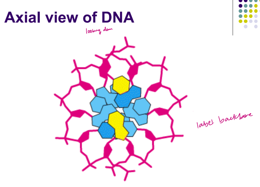 <ul><li><p> Hydrophobic core/polar exterior</p></li><li><p> Bases largely excluded from H2O - H-bonds in pairing interactions,  Stabilizes H-bonds</p></li><li><p> Ribose/deoxyribose and phosphates exposed to H2O</p></li></ul><p></p>