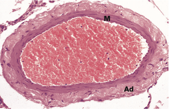 <p>Identify the Vessel and the Layer pictured</p>