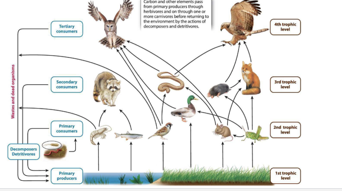 <p>predatory-prey interactions </p>