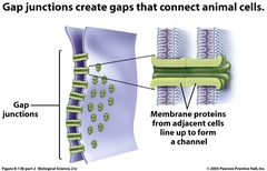 <p>Points that provide cytoplasmic channels from one cell to another with special membrane proteins. Also called communicating junctions.</p>