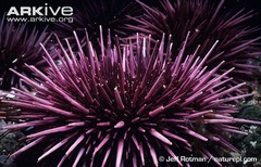 <p>What is the scientific name of the Atlantic Purple Sea Urchin?</p>