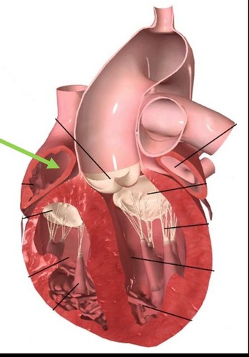 <p>The layers of the heart wall include the epicardium, myocardium, and endocardium.</p>