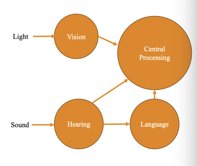<ul><li><p><span>Characteristics of modules:</span></p><ul><li><p><span>Process only specific inputs</span></p></li><li><p><span>Operate automatically</span></p></li><li><p><span>Are informationally encapsulated</span></p></li><li><p><span>Process information quickly</span></p></li><li><p><span>Have fixed neural architecture</span></p></li></ul></li><li><p><span>Different systems:</span></p><ul><li><p><span>Input systems: modular (perception, language)</span></p></li><li><p><span>Central systems: not modular (reasoning, decision making)</span></p></li></ul></li></ul><p></p>