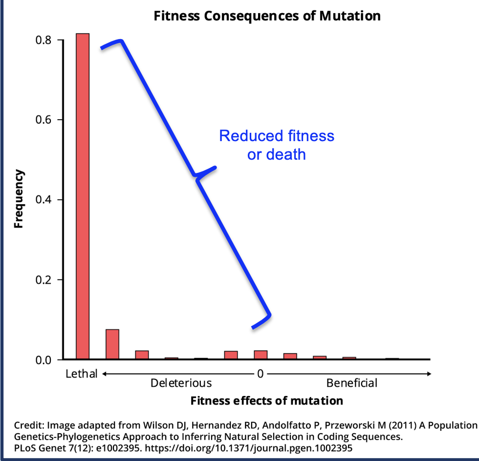 <p>a value of 0 on the x-axis indicates a neutral mutation — what effect does this have on fitness? </p>
