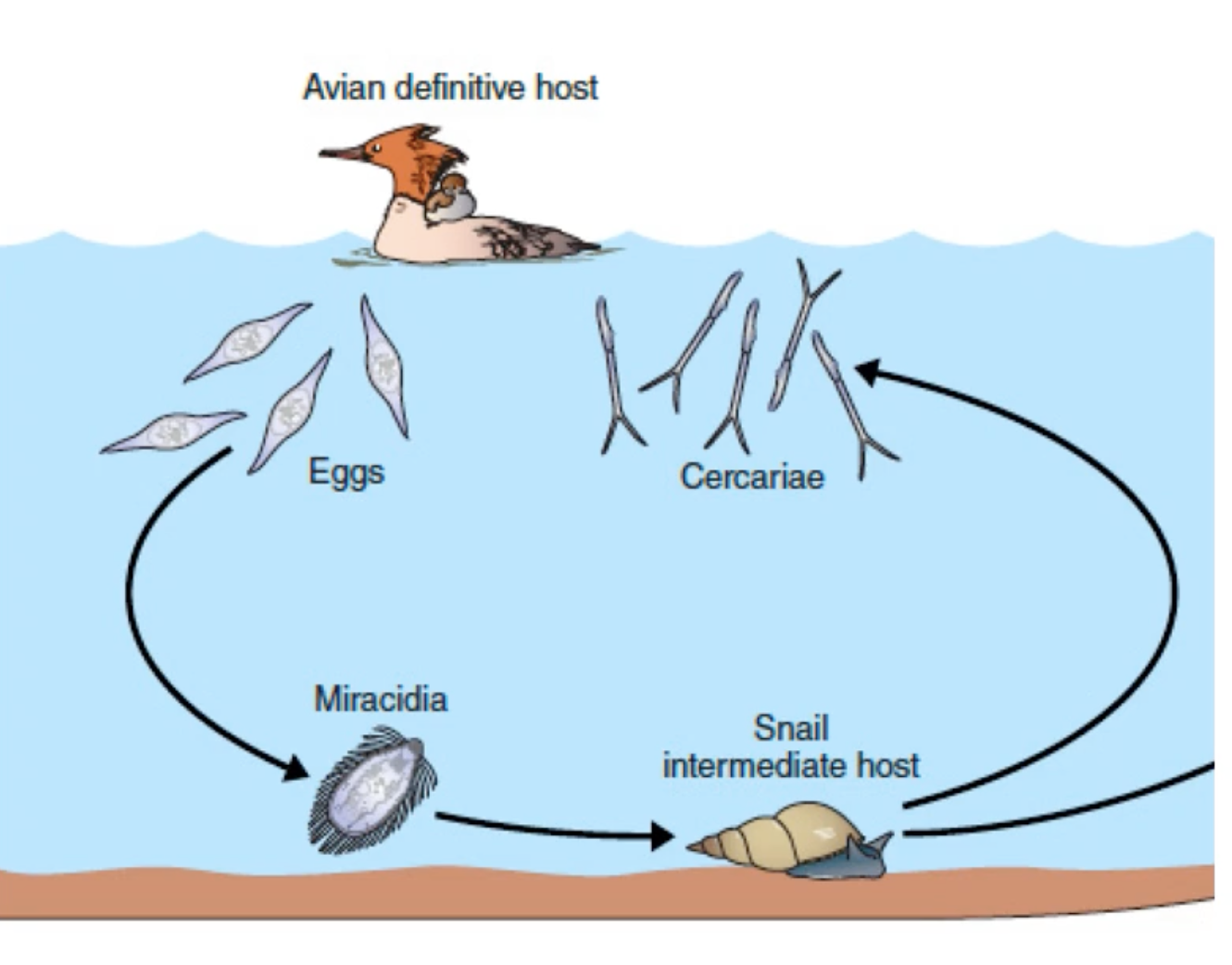 <p>definitive host: waterfowl</p><p>first intermediate host: aquatic snail</p>
